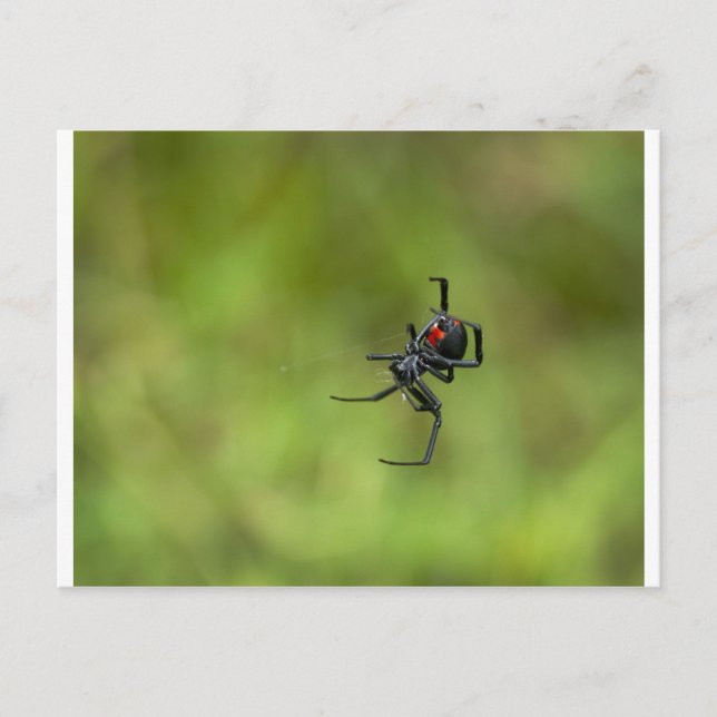 Postal Latrodectus latrodecta brillante rojo y negro (Anverso)