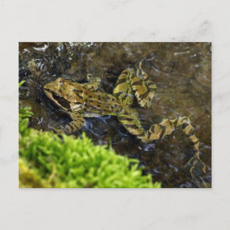 Postal Laubfrosch