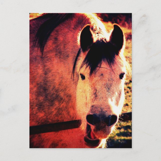 Postal Laugh (Anverso)