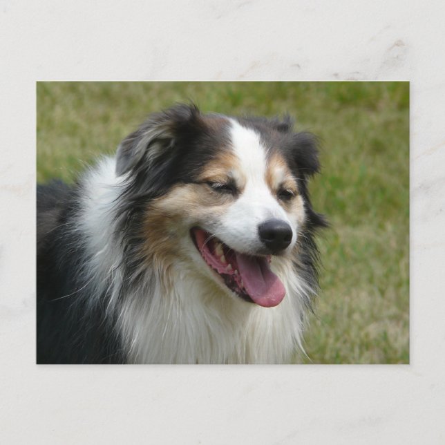 Postal Laughing Aussie Dog (Anverso)