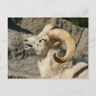 Postal Laughing Bighorn Sheep