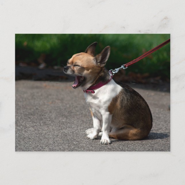 Postal Laughing Chihuahua (Anverso)