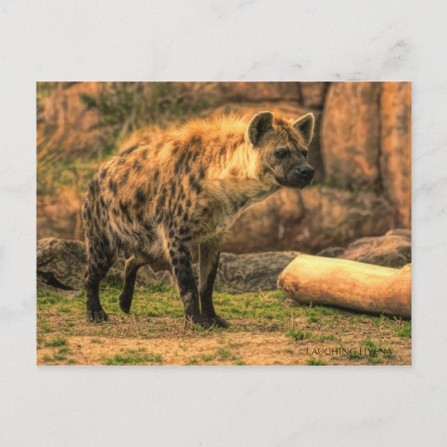 Postal Laughing Hyena (Ver. 2.0):Postcard (Anverso)