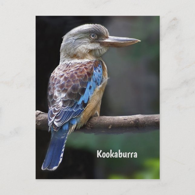 Postal Laughing Kookaburra Bird (Anverso)