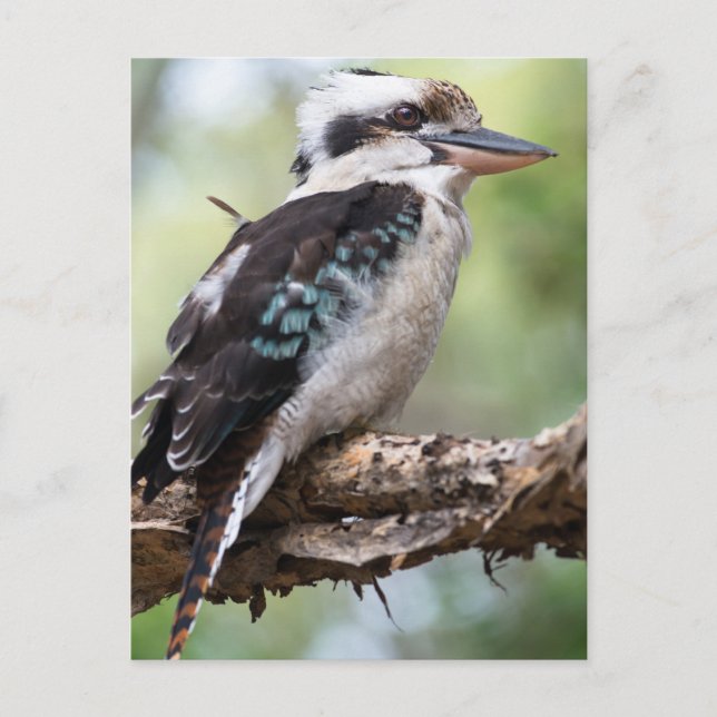 Postal Laughing kookaburra en la isla de Fraser Australia (Anverso)