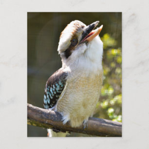 Postal Laughing Kookaburra encaramado en una rama