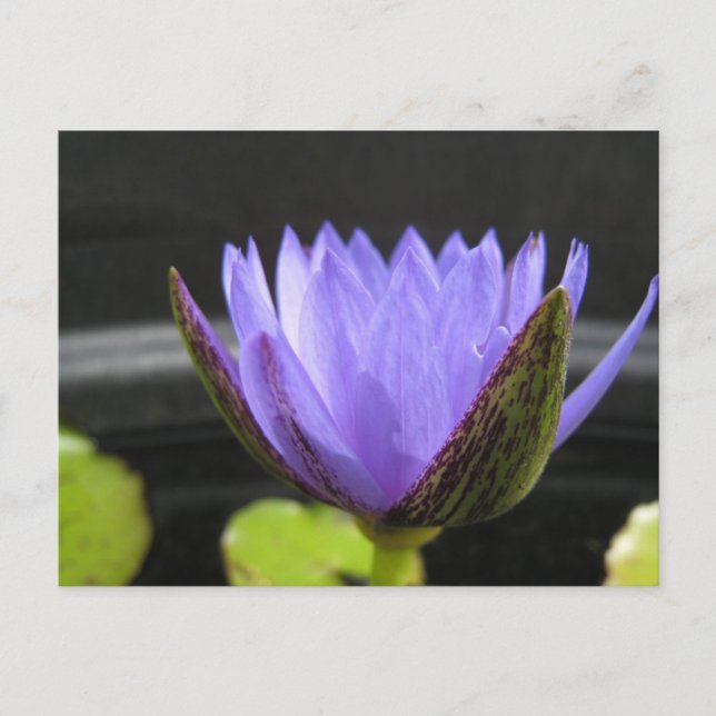 Postal Laura Frase (Anverso)