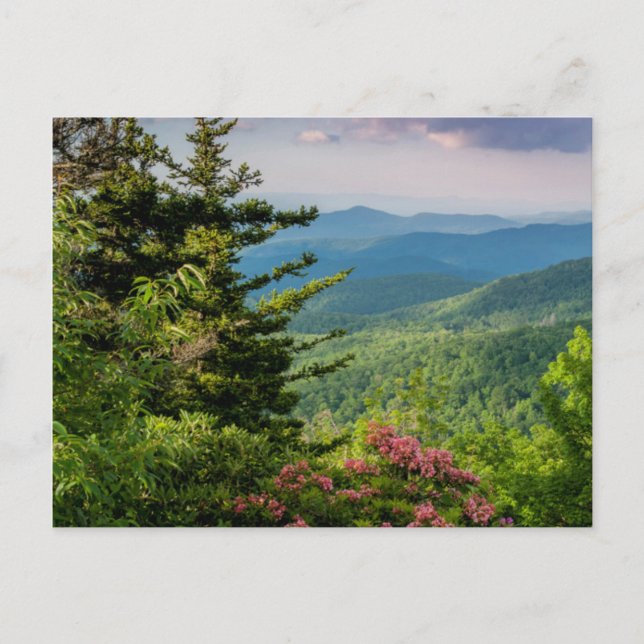 Postal Laurel de Montaña al Amanecer (Anverso)