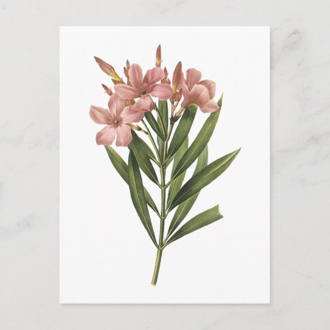 Postal laurier rosa (Nerium sp.) de Redouté (Anverso)