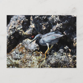Postal Lava Heron, Islas Galápagos