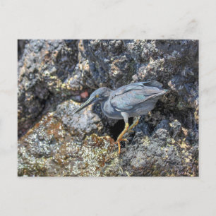 Postal Lava Heron, Islas Galápagos