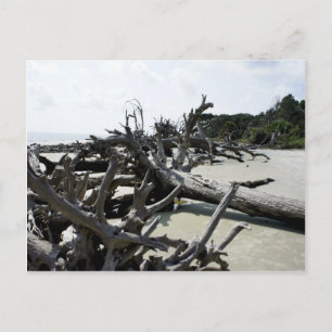Postal Lavado Ashore