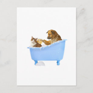 Postal Lavado de gato