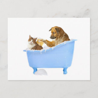 Postal Lavado de gato