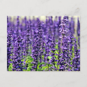 Postal Lavanda