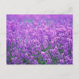 Postal Lavanda
