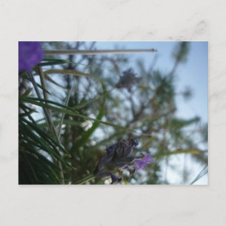 Postal lavanda