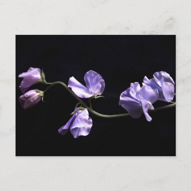 Postal lavanda (Anverso)