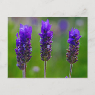 Postal lavanda