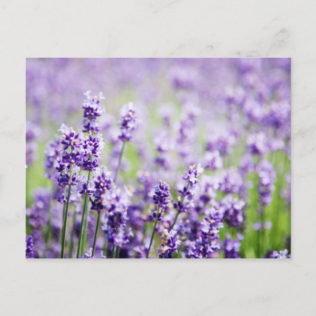 Postal Lavanda (Anverso)
