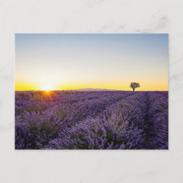 Postal Lavanda