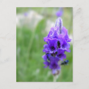 Postal Lavanda