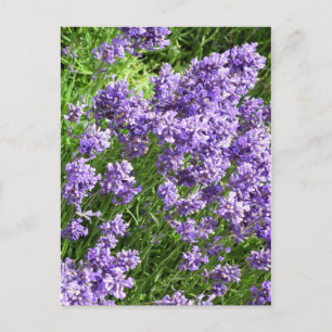 Postal Lavanda