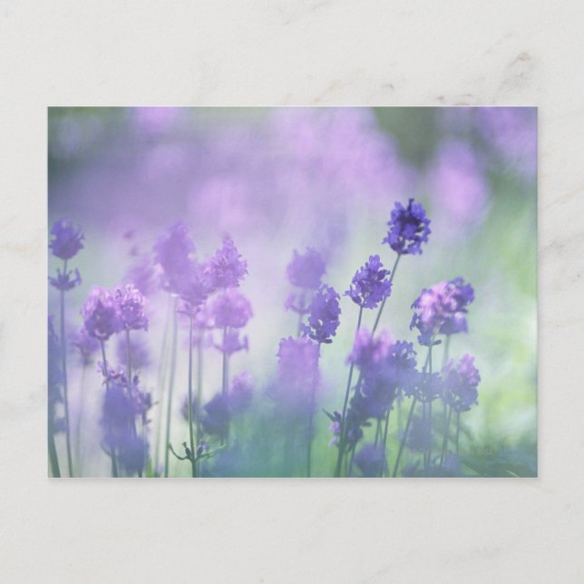 Postal Lavanda 2 (Anverso)