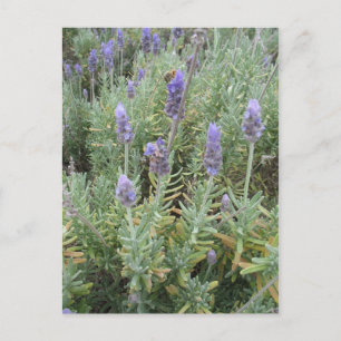 Postal lavanda azul y abeja