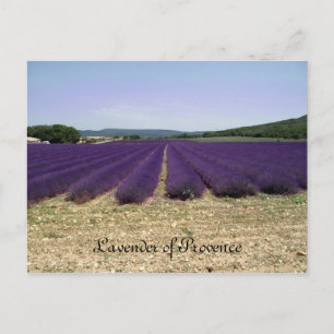Postal Lavanda de Provenza