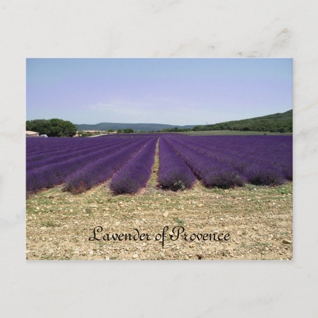 Postal Lavanda de Provenza (Anverso)