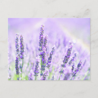 Postal Lavanda de verano