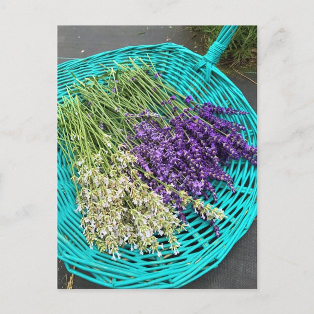 Postal Lavanda en una canasta (Anverso)