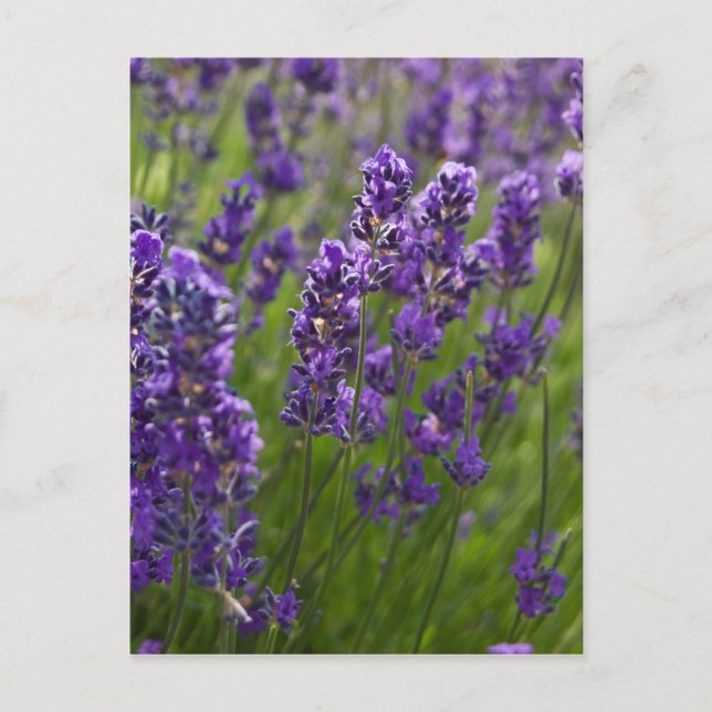 Postal Lavanda | Lavendel (Anverso)