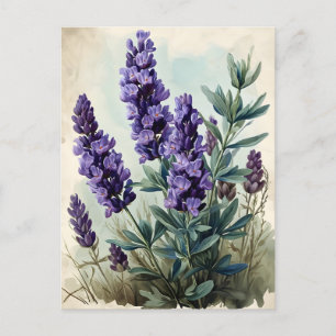 Postal Lavanda vintage