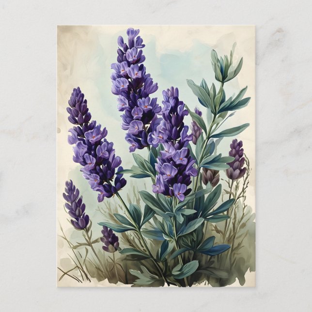 Postal Lavanda vintage (Anverso)