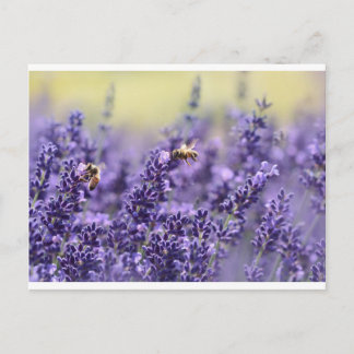 Postal Lavanda y abejas