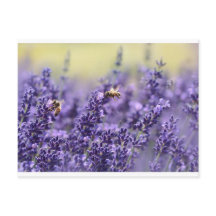Lavanda y abejas
