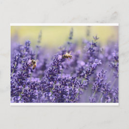 Postal Lavanda y abejas