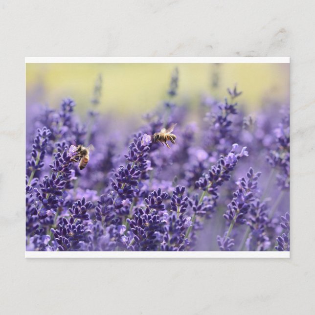 Postal Lavanda y abejas (Anverso)
