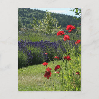 Postal Lavanda y cachorros