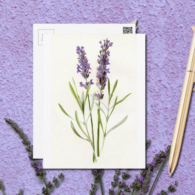 Postal Lavandas de época (Subido por el creador)