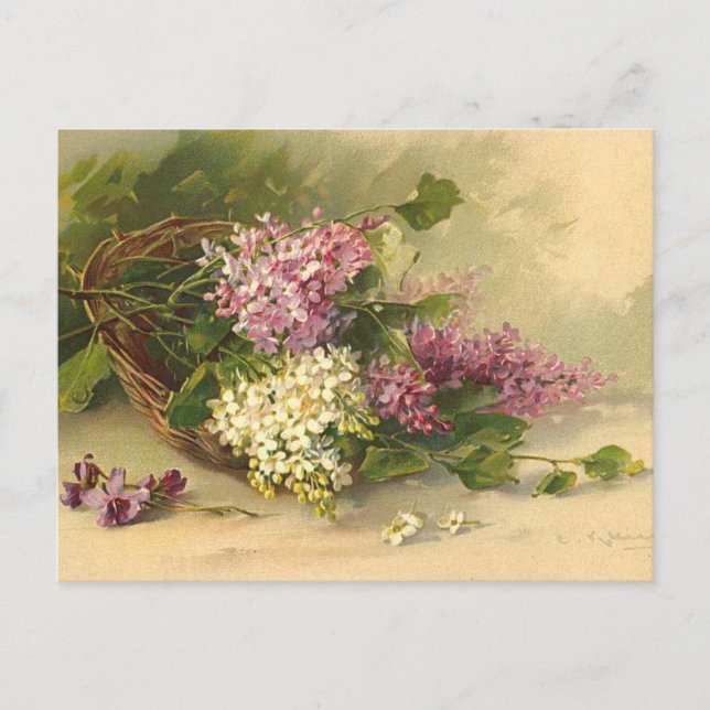 Postal Lavander y la belleza blanca (Anverso)