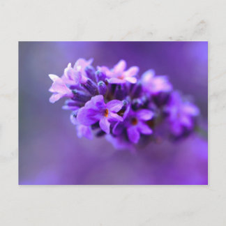 Postal Lavendar
