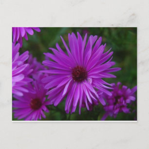 Postal Lavendar Aster
