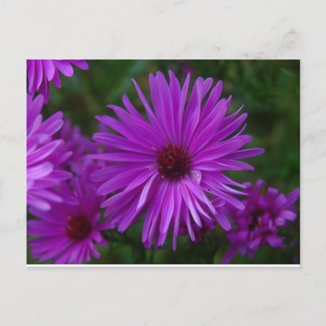 Postal Lavendar Aster (Anverso)