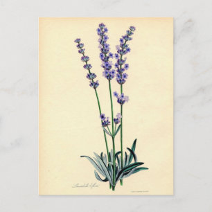 Postal Lavendar Vintage