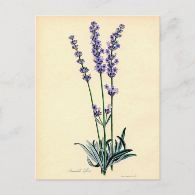 Postal Lavendar Vintage (Anverso)