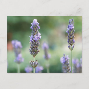 Postal Lavendel