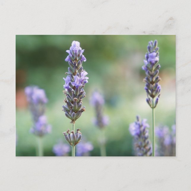 Postal Lavendel (Anverso)